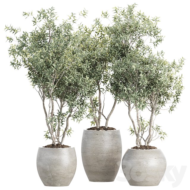 Indoor Pot Plants 512 3D Model