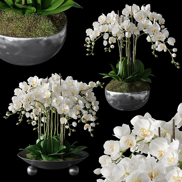 Orchids 1