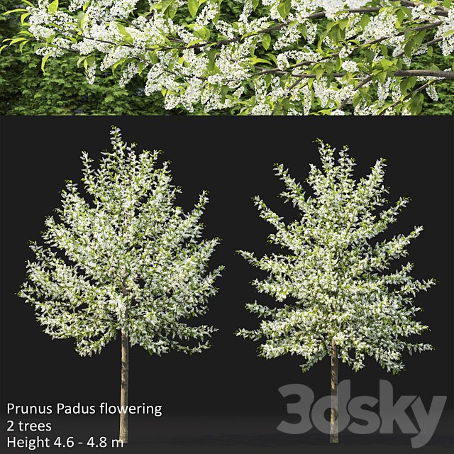 Bird cherry | Prunus Padus flowering # 3