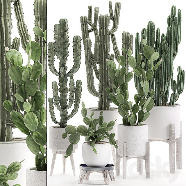 Collection of cacti in white pots Prickly pear, cereus, Carnegie, Milkweed, indoor, desert plants, Prickly pear. Set 571.