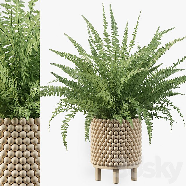Plants collection 035 - Fern 03