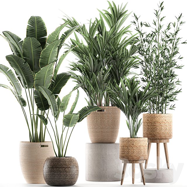 Collection of indoor plants in rattan baskets with palm, bamboo, banana for decoration and interior. Set 600.
