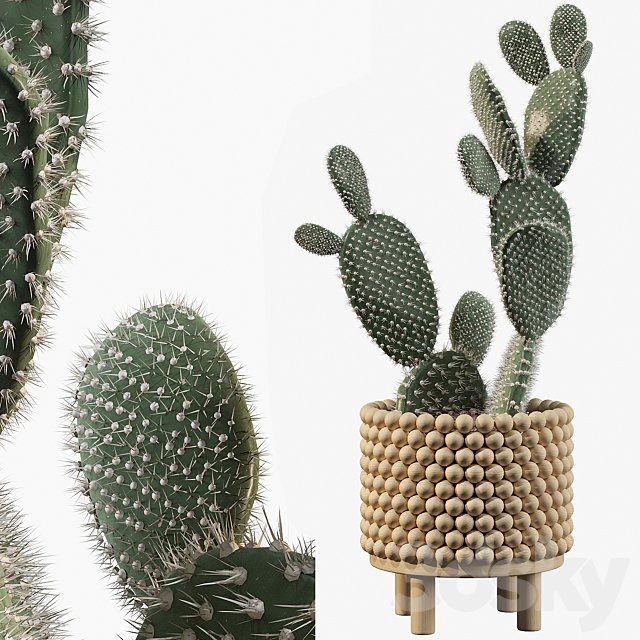 Plants collection 038 - Opuntia microdasys 03