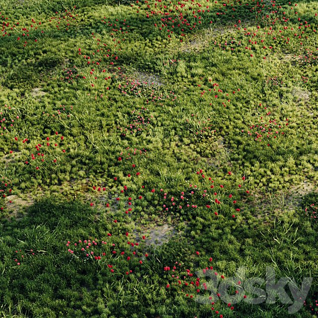 Meadow grass 2