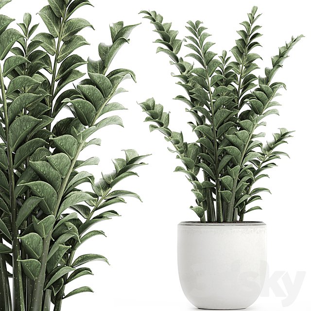 Beautiful small decorative flower in a white pot Zamiokulkas. Set 616.