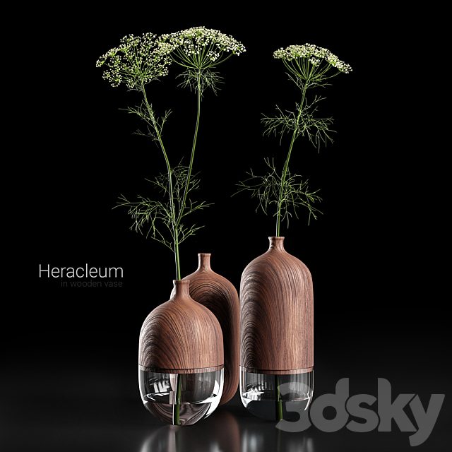 Heracleum in wooden vase