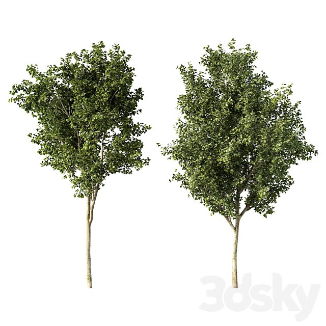 Tree No.100