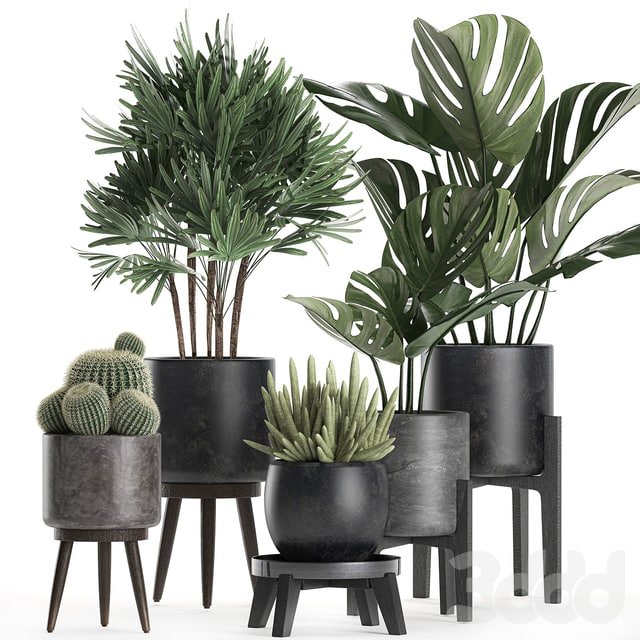 Plant collection 662.