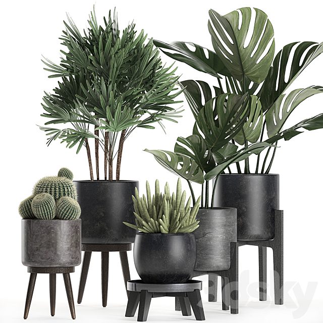 A collection of small beautiful plants in black pots on legs with Monstera, Rapeseed, palm, cactus. Set 662.
