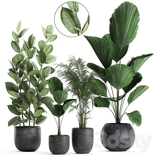 Collection of small beautiful plants in black pots with Licuala, palm, ficus. Set 664.