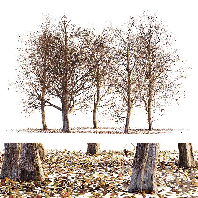 Collection of dry autumn trees 001