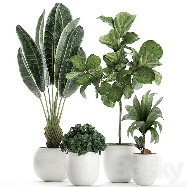 Collection of small plants in white pots with Ravenala, Ficus lyrata tree, nutsifera coconut, strelitzia. Set 666.