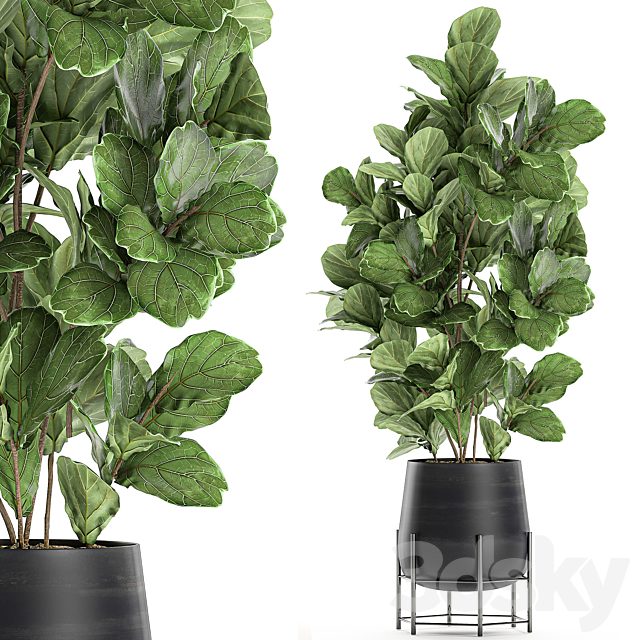 Beautiful lush ficus Ficus lyrata for a corner in a black pot on legs Set 667.