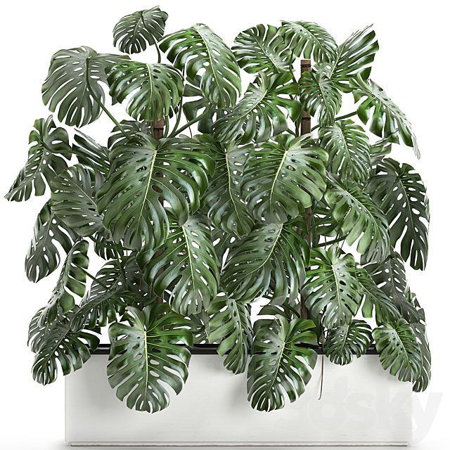 Beautiful lush exotic thickets of plants in a white potted flowerbed with a Monstera flower. Set 669.