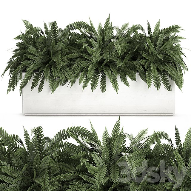 Lush ornamental bushes overgrown in a flowerbed pot with Nephrolepis, fern, outdoor flowerpot. Set 673.