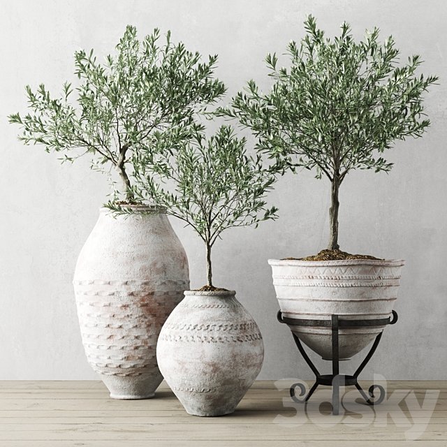 Olive European In Antique Vessels