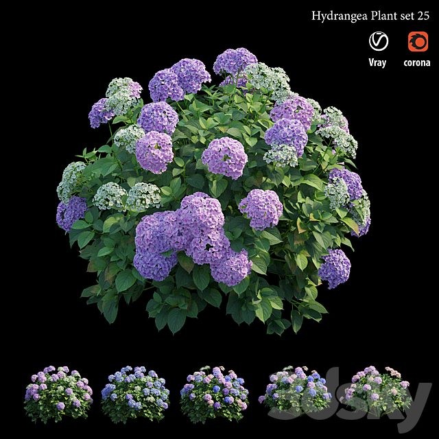 Hydrangea Plant set 25