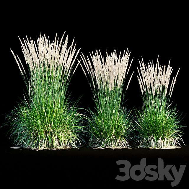 Feather reed grass