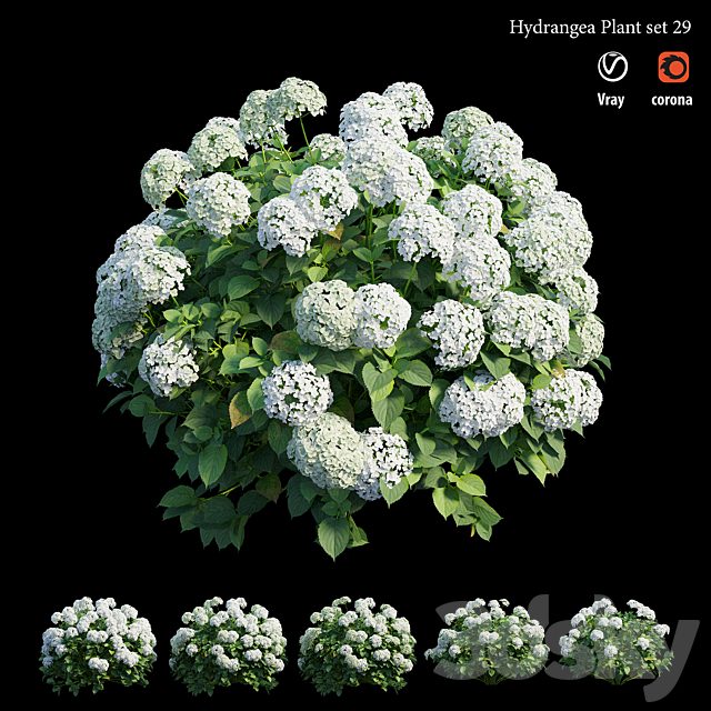 Hydrangea Plant set 29