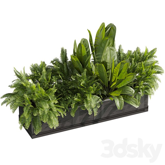 plant vol 1009 - banana - fern - box
