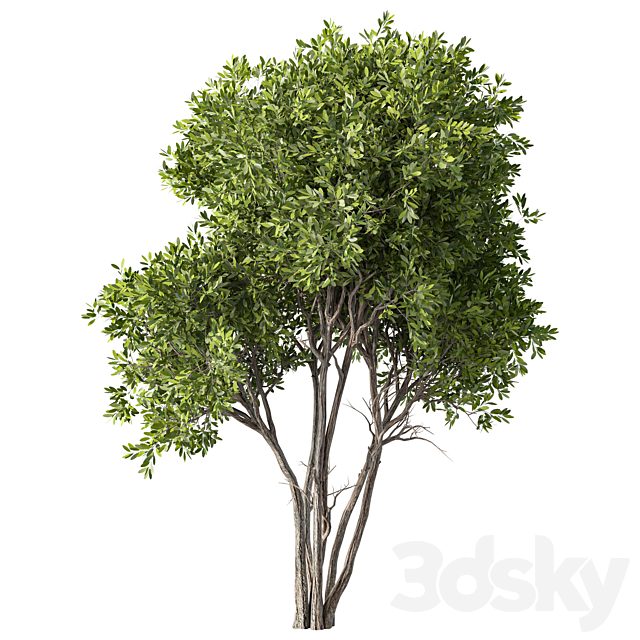 Tree Set.227