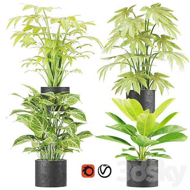 Collection plant vol 2