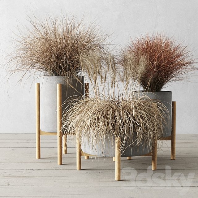 Sedge in concrete pots
