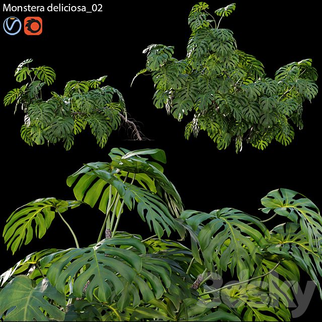 Monstera deliciosa 02
