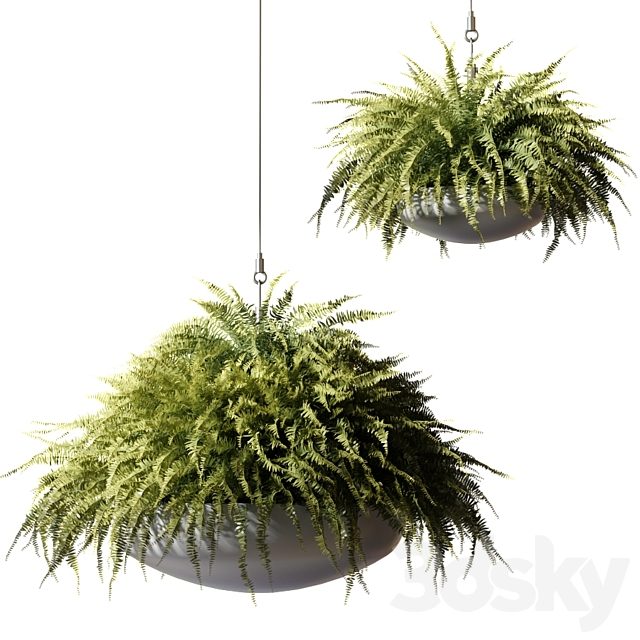 Ampelous plants Nephrolepis sublime in gray hanging pots
