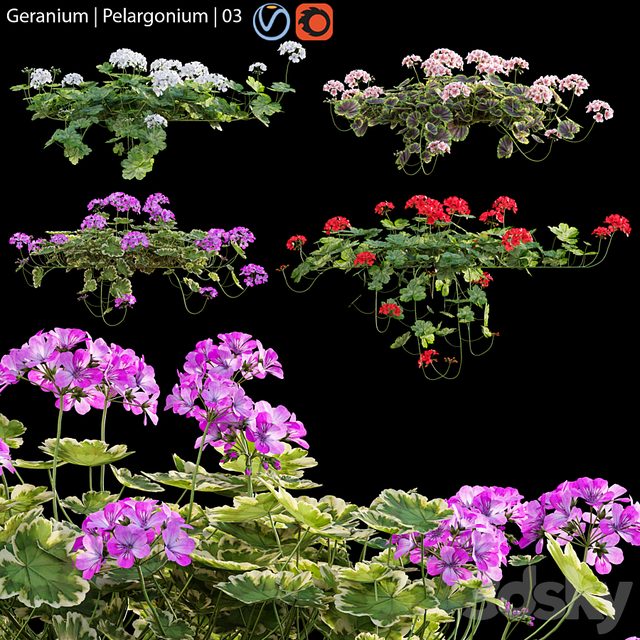 Pelargonium | Geranium 03