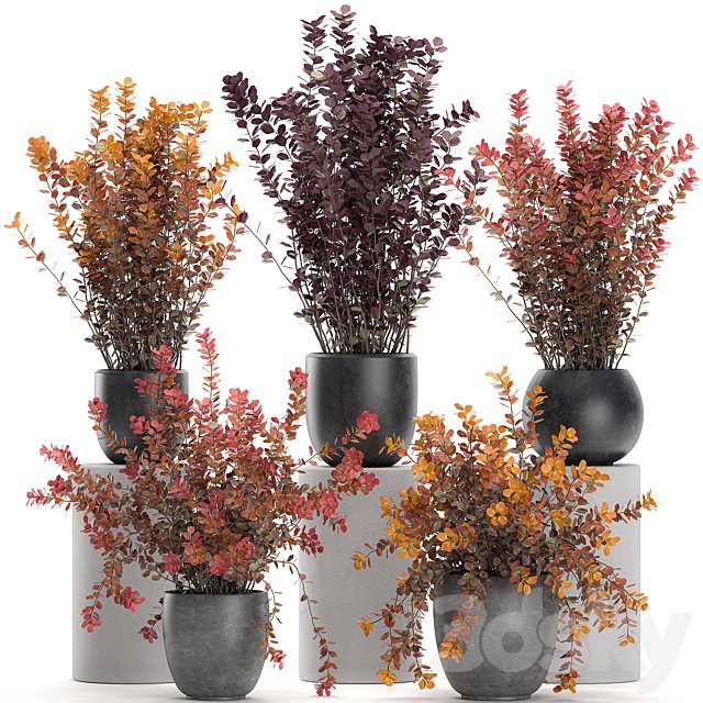 Collection of plants for garden and landscape design in outdoor pots with Barberry bush, autumn, dried flower. Set 698.