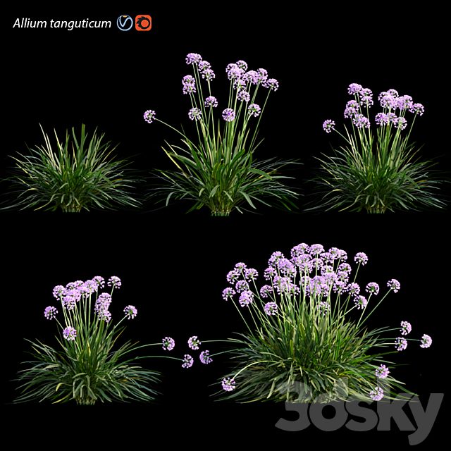 Allium tanguticum 03