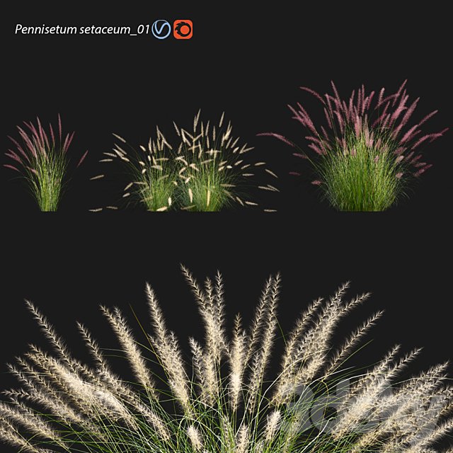Pennisetum setaceum 01