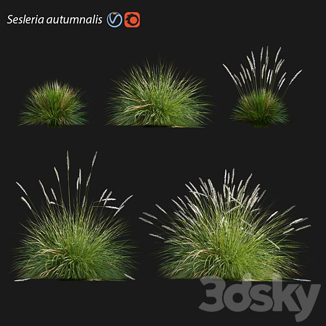 Sesleria autumnalis | Autumn moor grass