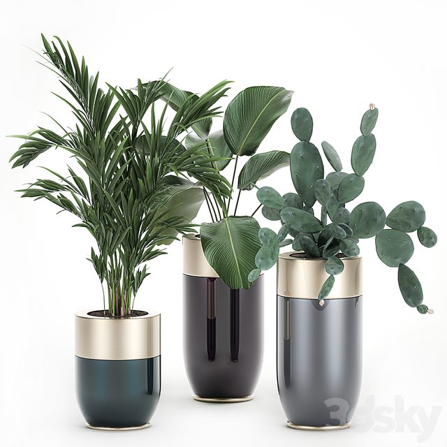 Collection of plants in beautiful Godwin Longhi pots with Palm, Cactus, Calathea lutea, Hovea, Prickly pear . Set 704.