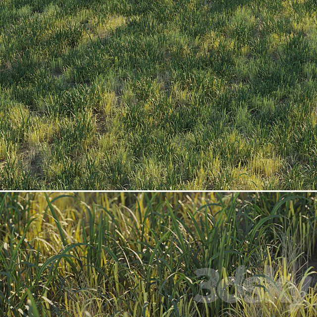 Uncut forest grass collection 03