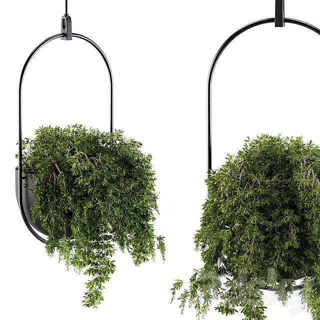 Hanging box plant - Set 83