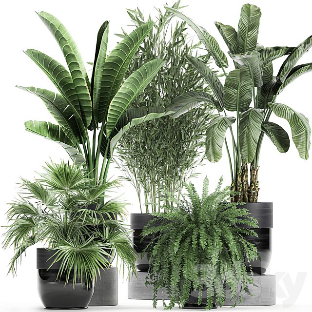 Collection of plants in black pots with Bamboo, Banana, fan palm, fern, strelitzia. Set 711