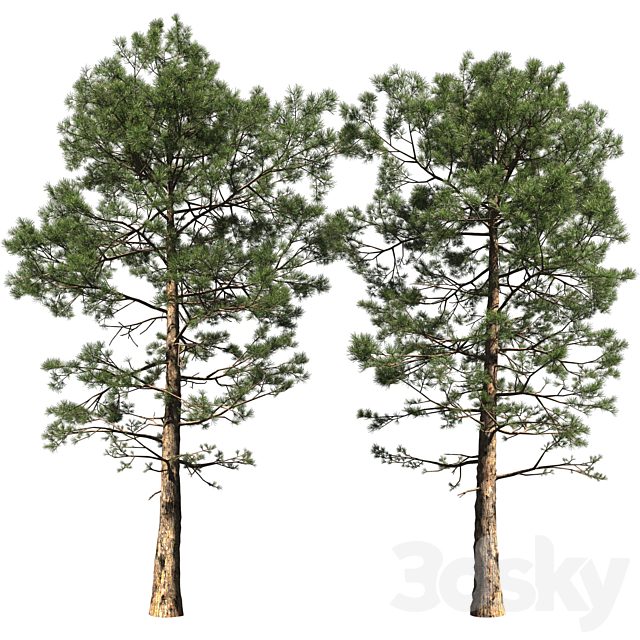 Pine | Pinus # 002 (16.5m)