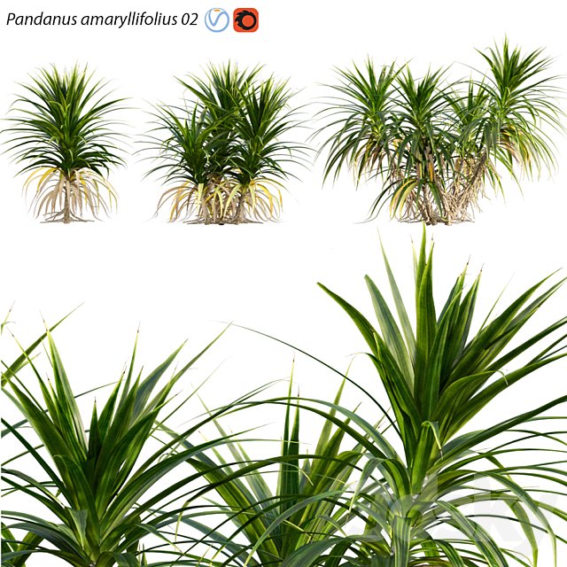Pandanus amaryllifolius | Pandan leaves | Edible pandan 02
