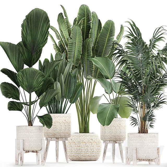 Collection of interior plants in white rattan baskets, flowerpot, banana palm, Howea, Likuala, kalatea lutea. Set 713.