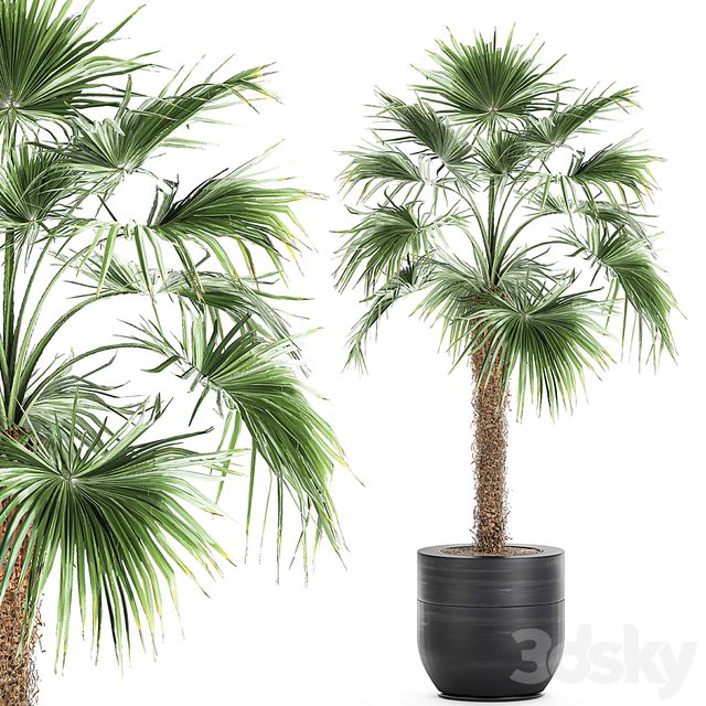 A beautiful little lush indoor fan palm in a black flower pot. Set 714.