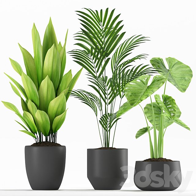 Plants 234