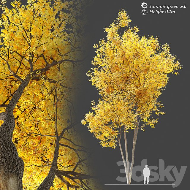 Autumn summit green ash (Fraxinus pennsylvanica Summit)
