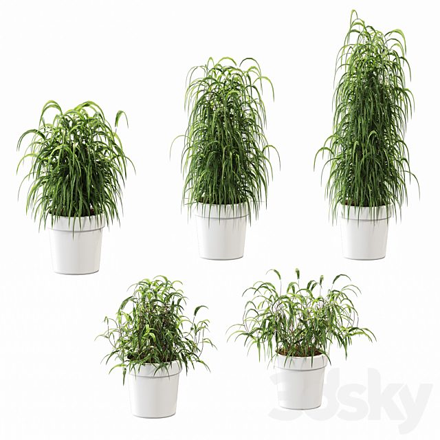 Plant in the pot. 5 models