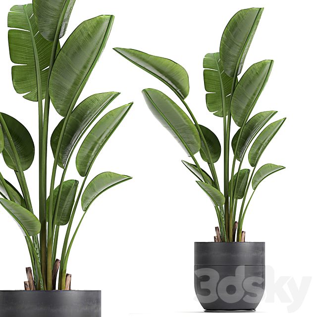 A beautiful small indoor banana palm in a black flower pot Strelitzia. Set 723.