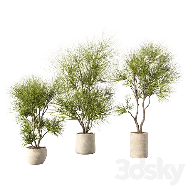 Indoor Saru Plant Set.220
