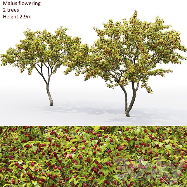 Malus tree