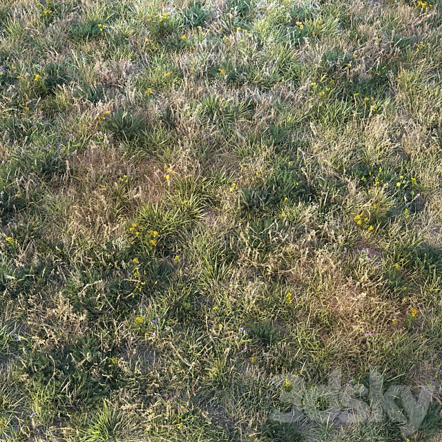 Autumn grass