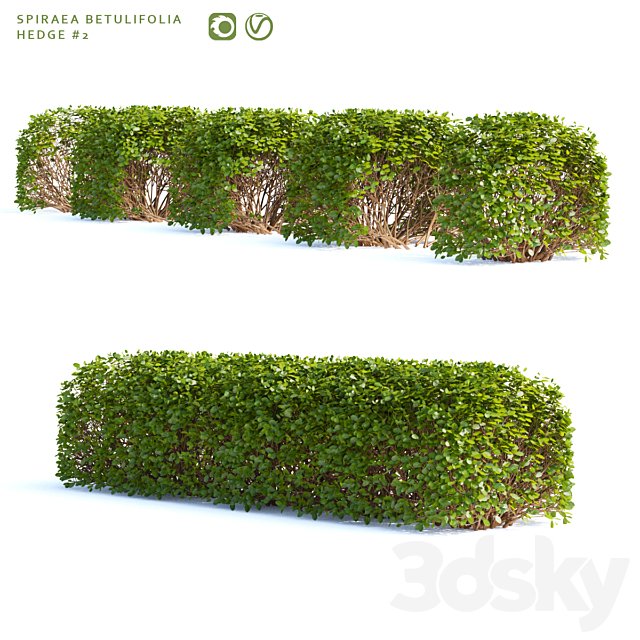 Spirea birch-leaved Hedge | Spiraea betulifolia # 2